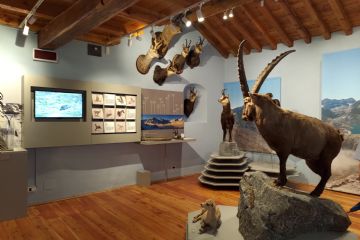Scopri la fauna di montagna al Museo!