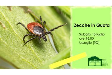 Zecche in Quota