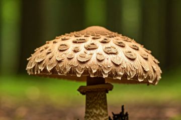 Funghi: riconoscimento, consumo e prevenzione