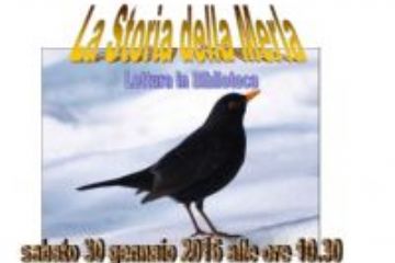 La storia della Merla