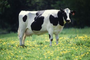 16&#176; Mostra bovina ovina caprina di razze alpine