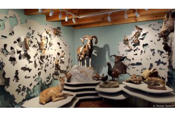 Riapertura Museo Tazzetti