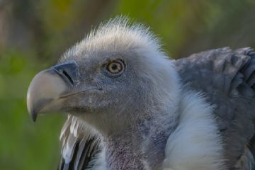 Gli avvoltoi in Italia e il gipeto nelle Valli di Lanzo