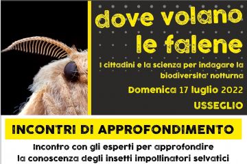 Dove volano le falene