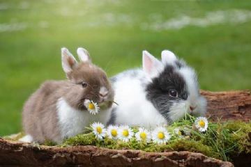 Gli animali simpatici