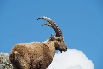 Ibex trek