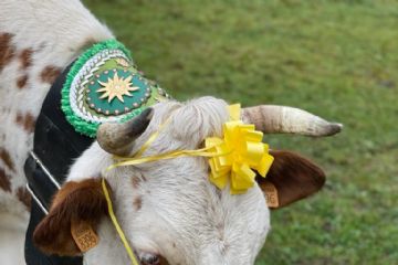 FESTA DELLA TRANSUMANZA e DELLA PATATA DI MONTAGNA