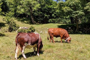 A spasso tra gli alpeggi di oggi e di ieri